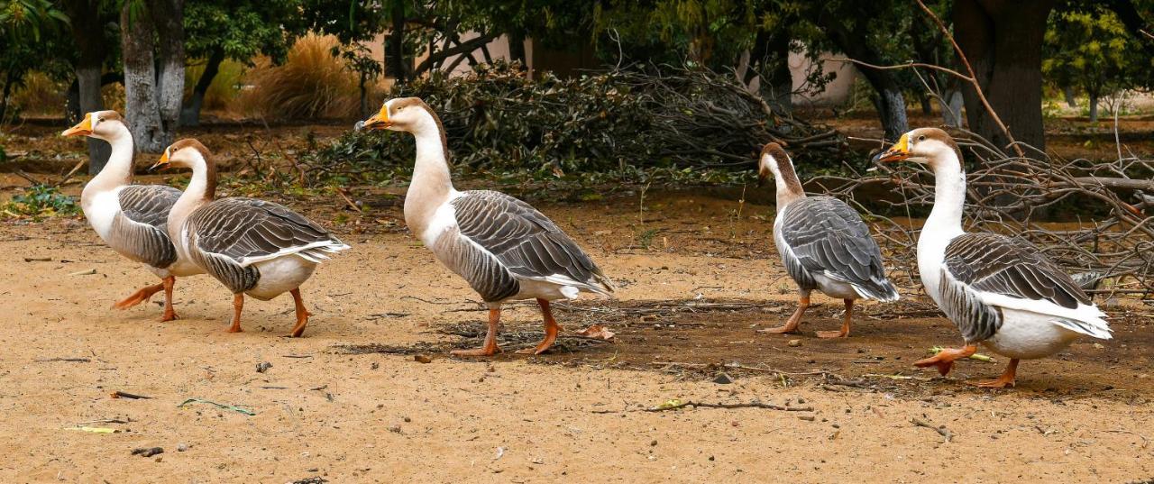 Pushkar Resort Esterno foto